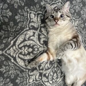 Meet your Posher, Zuzeth